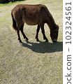 Cape Toii馬 102324561
