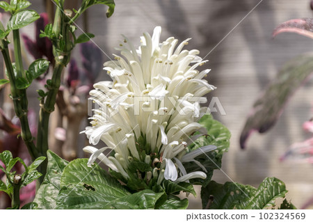 An evergreen shrub with panicles coral [coral flower] 102324569