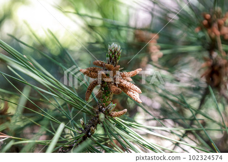 Conifer of black pine, an evergreen coniferous tall tree [male flower] 102324574