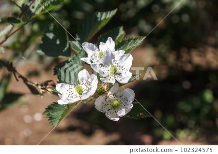 Blackberry Washta flower [Rosaceae Rubus genus] 102324575