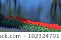 Chillip 102324701