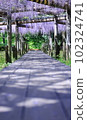 Yakushiike Park Fuji 102324741
