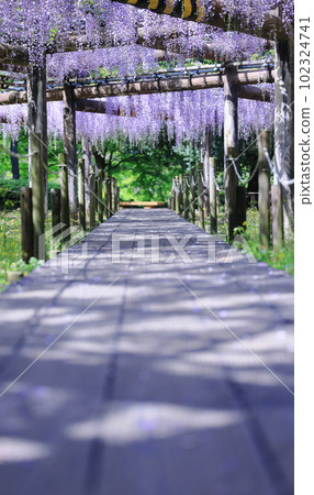 藥師池公園 富士 102324741