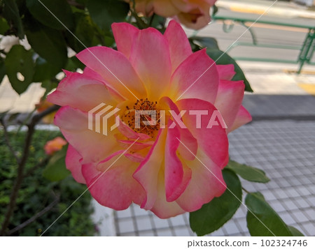 rose	 102324746