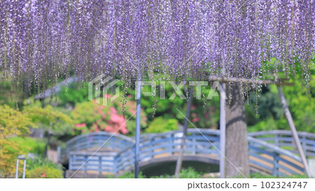 Yakushiike Park Fuji 102324747