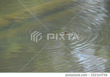 Yamadaike Park 102324748