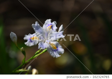 Yamadaike Park 102324765