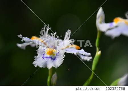 Yamadaike Park 102324766