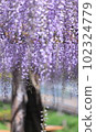 Yakushiike Park Fuji 102324779