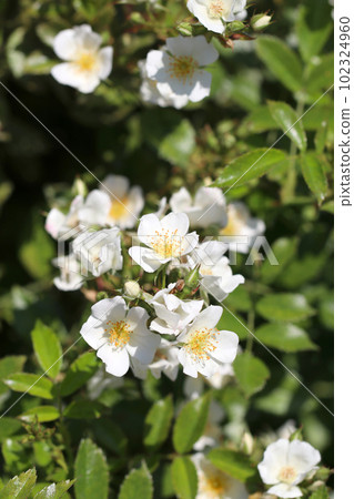 一群美麗的白玫瑰，單花（陽光明媚，戶外微距照片） 102324960