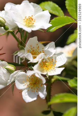 一群美麗的白玫瑰，單花（陽光明媚，戶外微距照片） 102324969