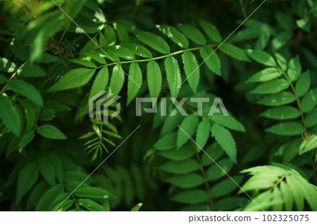 Sorbaria sorbifolia, the leaves of shrub. Green background, the plant in the nature with copy space. High quality photo Sorbaria sorbifolia, the leaves of shrub. Green background, the plant in the nature with copy space. High quality photo 102325075