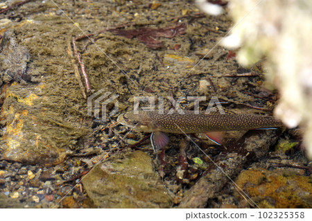 Hokkaido brook trout (brook trout) Hokkaido brook trout (brook trout) 102325358