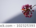 雙櫻花 102325393