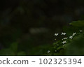黑暗中的白花 102325394