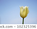 白色鬱金香和藍天 102325396