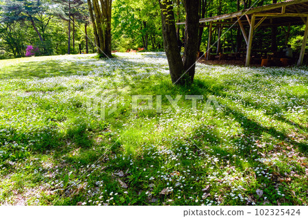 cute daisy cute daisy 102325424