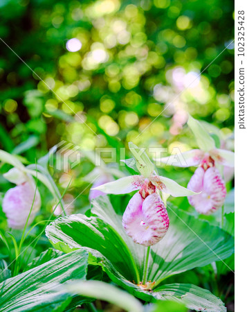 Kumagaya grass community (vertical) 102325428