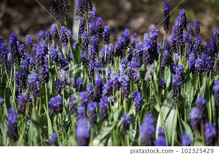 Muscari (Bicolor) 102325429