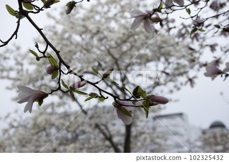 Magnolia Magnolia 102325432