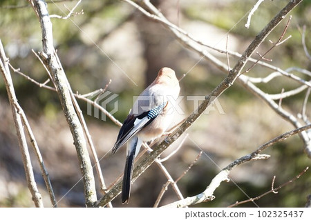 Eurasian Mackerel Perched on a Tree Branch Eurasian Mackerel Perched on a Tree Branch 102325437
