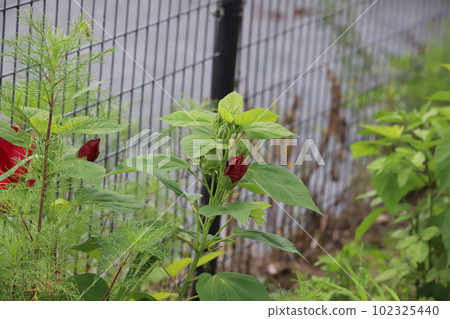 Red Confederate rose Red Confederate rose 102325440