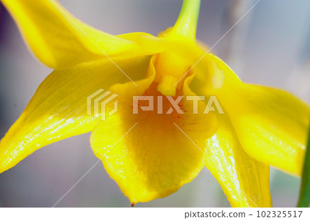 A macro close-up photograph of the appearance of a primitive orchid plant of yellow flower Dendrobium with bright yellow flowers. 102325517