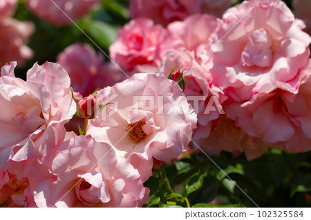 美麗的粉紅玫瑰“Rosendorf Spalisthope”（德國，晴天，戶外微距照片） 102325584