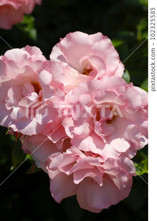 美麗的粉紅玫瑰“Rosendorf Spalisthope”（德國，晴天，戶外微距照片） 102325585