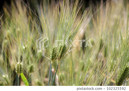 Six-rowed barley ears with six rows [Poaceae, Barley genus] 102325592