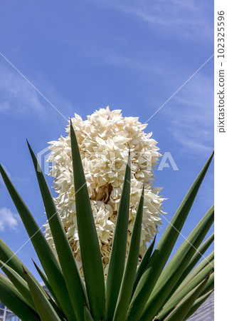 百合科絲蘭屬 Yucca torecleana [常綠灌木] 102325596