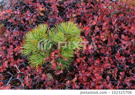 Fukushima_Bandai Azuma 天際線與紅葉 102325706