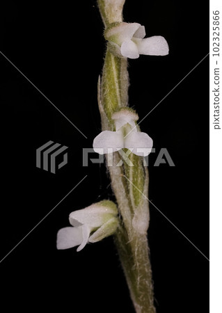 Natural plant Aojikukinoran, a southern orchid whose northern limit is the northern part of the main island of Okinawa. In the mountains in April 102325866