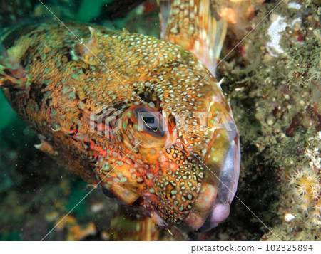 wild scorpion fish wild scorpion fish 102325894