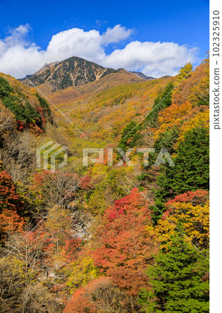 Yamanashi _ Superb view of Mt. Yatsugatake and autumn leaves seen from Higashizawa Bridge 102325910