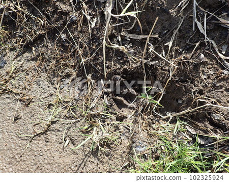 Hokkaido wild brown bear footprints Hokkaido wild brown bear footprints 102325924
