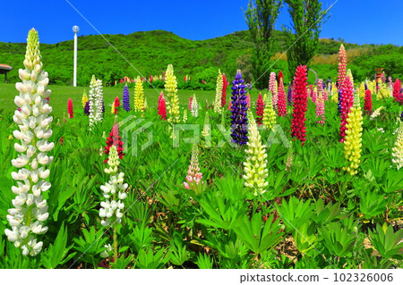 [兵庫縣]明石海峽國營公園的白楊山晴朗的天氣 102326006