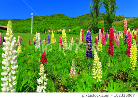 [兵庫縣]明石海峽國營公園的白楊山晴朗的天氣 102326007