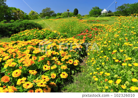 [兵庫縣]晴朗的明石海峽國家政府公園的Kaze no Oka（金盞花） 102326010