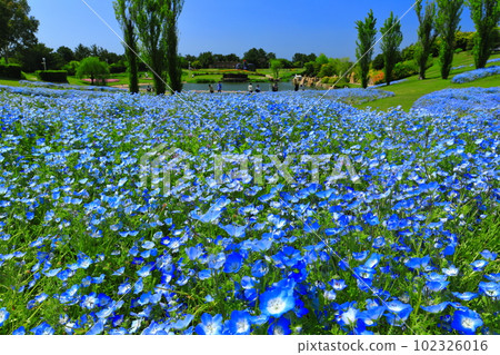 [Hyogo Prefecture] Nemophila (poplar hill) in Akashi Kaikyo National Government Park in fine weather 102326016