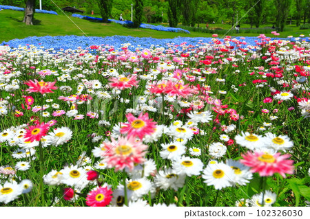 [Hyogo Prefecture] Poplar hills in Akashi Kaikyo National Government Park in fine weather 102326030