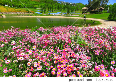 [Hyogo Prefecture] Hanananakaumi in Akashi Kaikyo National Government Park in fine weather 102326040