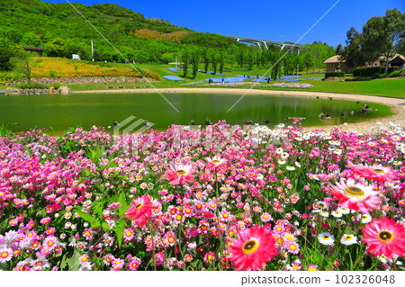 [Hyogo Prefecture] Hanananakaumi in Akashi Kaikyo National Government Park in fine weather 102326048