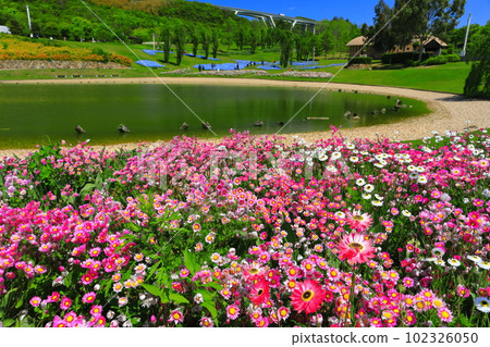 [Hyogo Prefecture] Hanananakaumi in Akashi Kaikyo National Government Park in fine weather 102326050