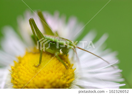 A juvenile bush wart eating pollen on a Shasta daisy (macro lens outdoor close-up) A juvenile bush wart eating pollen on a Shasta daisy (macro lens outdoor close-up) 102326052