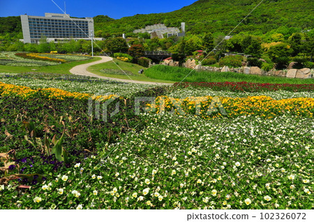 [兵庫縣]明石海峽國營公園晴朗的大地彩虹 102326072