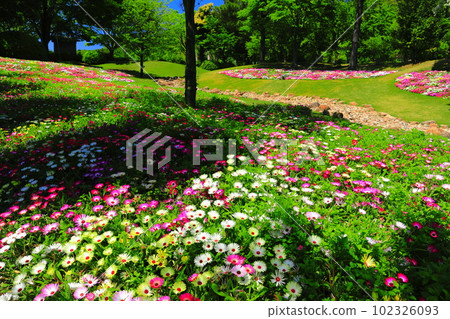 [Hyogo Prefecture] Livingstone daisy in Akashi Kaikyo National Government Park on fine weather 102326093