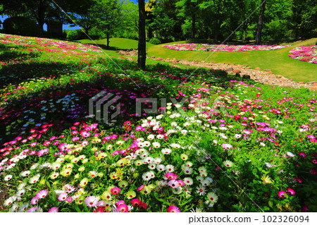 [Hyogo Prefecture] Livingstone daisy in Akashi Kaikyo National Government Park on fine weather 102326094