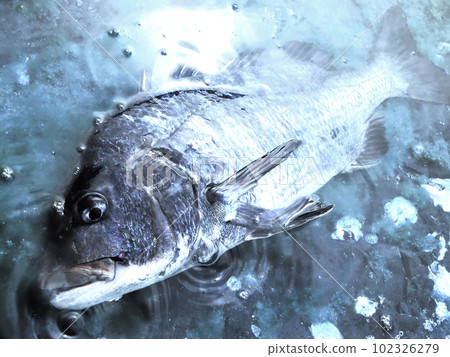The appearance of a large black sea bream lying in a tide pool (image image with impact retouched in a blue-black illustration style) The appearance of a large black sea bream lying in a tide pool (image image with impact retouched in a blue-black illustration style) 102326279