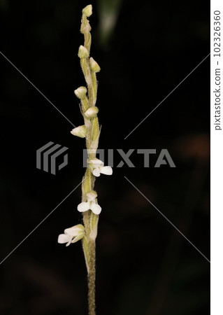 Natural plant: Ao-jinu orchid, flowers about 5 mm long, with 5 to 10 sparse flowers. The center of the white flower seems to be tinged with green. 102326360